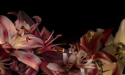 Profile picture of user: lilies