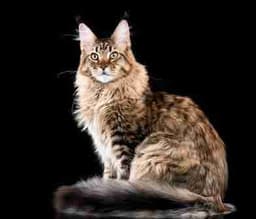 Profile picture of user: kitten787