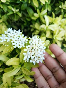 Profile picture of user: solvora_aeon_00