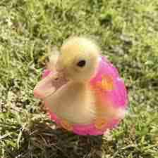 Profile picture of user: ducklover20