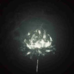 Profile picture of user: blackrose
