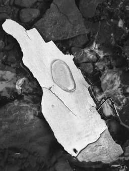 Profile picture of user: sweetwords92