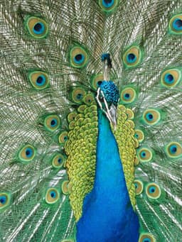 Profile picture of user: divyanshu_singh