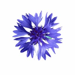 Profile picture of user: fearfulfigtreee